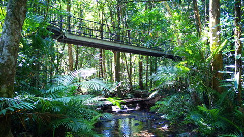 Double Pack-Ancient Rainforest And Waterfalls! - Accommodation Mooloolaba 0