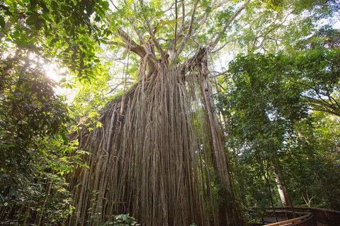 Double Pack-Ancient Rainforest And Waterfalls! - Accommodation Mooloolaba 5