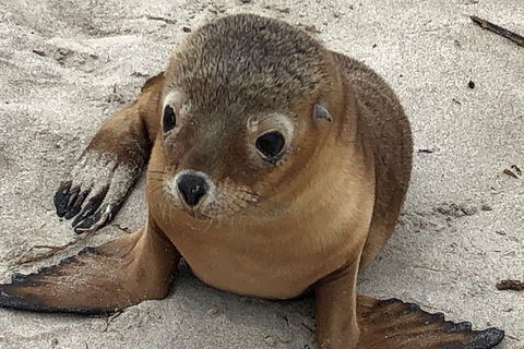 Kangaroo Island Scenic Trail Tour - Accommodation Mooloolaba 0