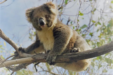 Kangaroo Island Scenic Trail Tour - Accommodation Mooloolaba 2