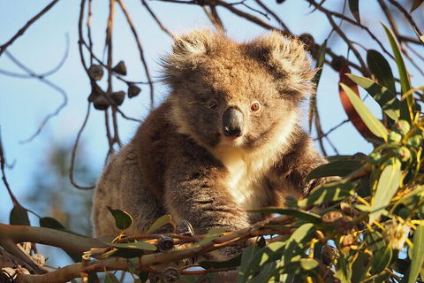 2-Hour Koala Walking Tour In Kangaroo Island - Accommodation Mooloolaba 0