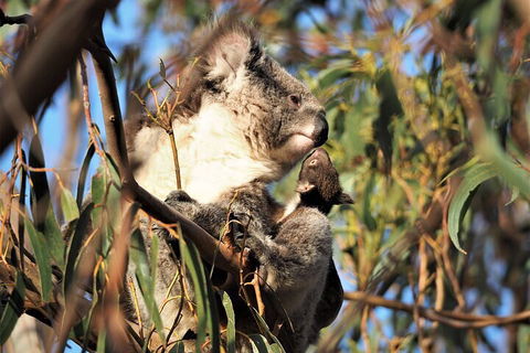 2-Hour Koala Walking Tour In Kangaroo Island - Accommodation Mooloolaba 1