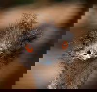 Currumbin Wildlife Sanctuary General Entry Ticket - Accommodation Mooloolaba