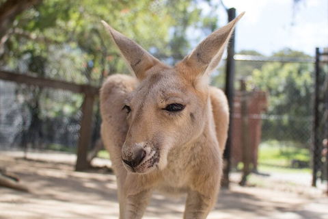 Currumbin Wildlife Sanctuary General Entry Ticket - Accommodation Mooloolaba 2
