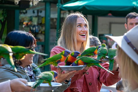 Currumbin Wildlife Sanctuary General Entry Ticket - Accommodation Mooloolaba 3