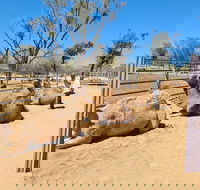 West MacDonnell Ranges Half-Day Small-Group Tour with Camel Ride - Accommodation Mooloolaba