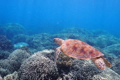 Calypso Outer Great Barrier Reef Cruise From Port Douglas - Accommodation Mooloolaba 2