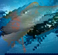 Great Barrier Reef Snorkeling and Diving Cruise from Cairns - Accommodation Mooloolaba
