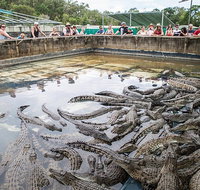 Hartley's Crocodile Adventures Day Trip from Cairns - Accommodation Mooloolaba