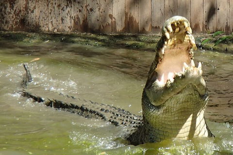 Hartley's Crocodile Adventures Day Trip From Palm Cove - Accommodation Mooloolaba 3
