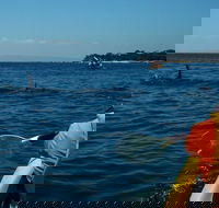Mornington Peninsula Kayak Coastline Tour of Dolphin Sanctuary - Accommodation Mooloolaba
