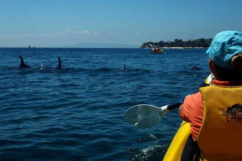 Mornington Peninsula Kayak Coastline Tour Of Dolphin Sanctuary - Accommodation Mooloolaba 0