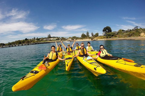 Mornington Peninsula Kayak Coastline Tour Of Dolphin Sanctuary - Accommodation Mooloolaba 2