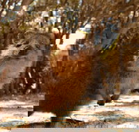 Pinnacles  Rottnest Island Scenic Air  Ground Tour - Accommodation Mooloolaba