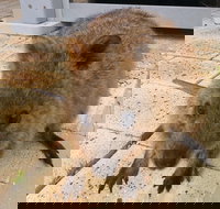 Wave Rock Pinnacles and Rottnest One Day Aeroplane Tour - Accommodation Mooloolaba