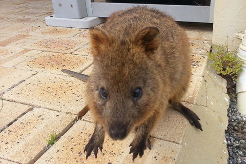 Wave Rock, Pinnacles And Rottnest One Day Aeroplane Tour - Accommodation Mooloolaba 0
