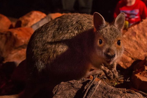 Alice Springs Desert Park Nocturnal Tour - Accommodation Mooloolaba 3