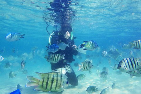 Adventure Moreton Island Scuba Dive Tour - Accommodation Mooloolaba 1