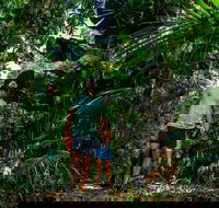 Full Day Daintree Rainforest and Mossman Gorge Tour - Accommodation Mooloolaba