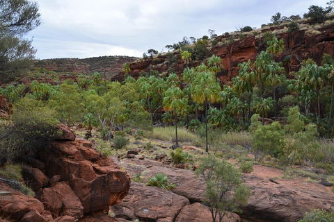 Palm Valley And Hermannsburg 1 Day 4WD Tour - Accommodation Mooloolaba 4