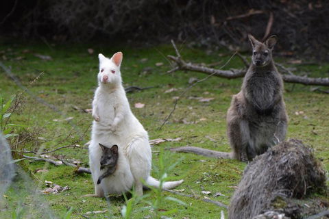 Full-Day Guided Bruny Island Tour From Hobart - Accommodation Mooloolaba 0