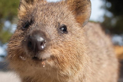Seaplane Flights Perth To Rottnest Island And Return - Accommodation Mooloolaba 2