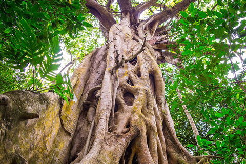 Mossman Gorge Adventure Day - Accommodation Mooloolaba 1