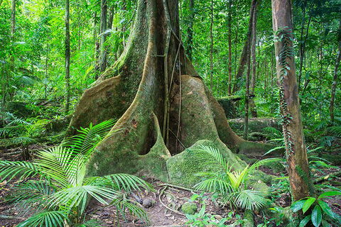 Mossman Gorge Adventure Day - Accommodation Mooloolaba 4