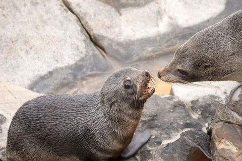 Kangaroo Island Luxury Small Group 'Flinders Chase Focus' Full Day Tour - Accommodation Mooloolaba 2