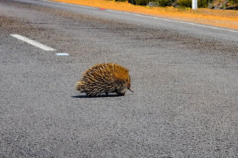 Kangaroo Island Luxury Small Group 'Flinders Chase Focus' Full Day Tour - Accommodation Mooloolaba 3