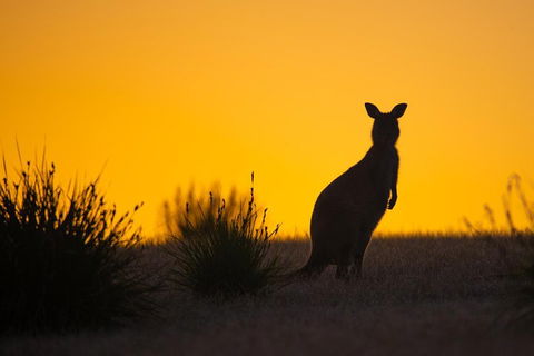 Kangaroo Island Luxury Small Group 'Flinders Chase Focus' Full Day Tour - Accommodation Mooloolaba 5