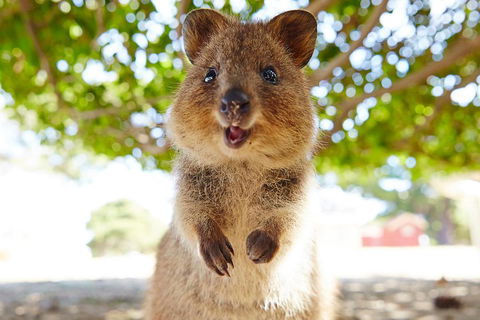 Discover Rottnest With Ferry & Bus Tour From Perth Or Fremantle - Accommodation Mooloolaba 0