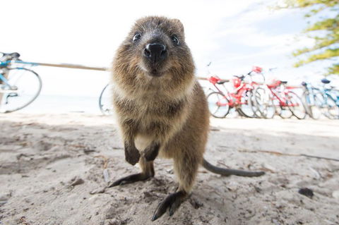 Rottnest Island Round-Trip Ferry From Perth Or Fremantle - Accommodation Mooloolaba 3