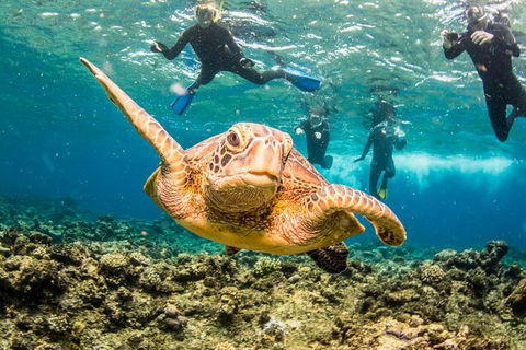 Great Barrier Reef Diving And Snorkeling Cruise From Cairns - Accommodation Mooloolaba 3