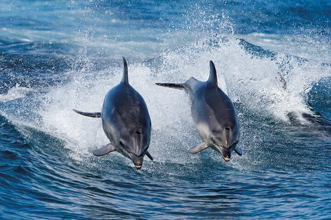 Full-Day Bruny Island Cruises Day Tour From Hobart - Accommodation Mooloolaba 5