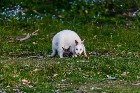 Bruny Island Traveller - Gourmet Tasting And Sightseeing Day Trip From Hobart - Accommodation Mooloolaba 3