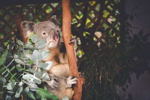 Small-Group Blue Mountains Day Trip From Sydney With Wildlife Park - Accommodation Mooloolaba 2