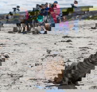 Kangaroo Island in a Day Tour from Adelaide - Accommodation Mooloolaba