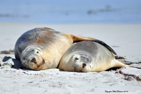 NEW TOUR - Kangaroo Island Road To Recovery Tour (1 Day/1 Night) - Accommodation Mooloolaba 1