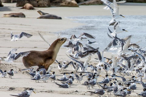 Full-Day Kangaroo Island Experience Departing From Kangaroo Island - Accommodation Mooloolaba 1