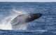 Whale Watching By Sea World Cruises - thumb 0