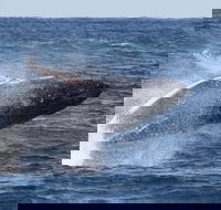 Whale Watching by Sea World Cruises - Accommodation Mooloolaba