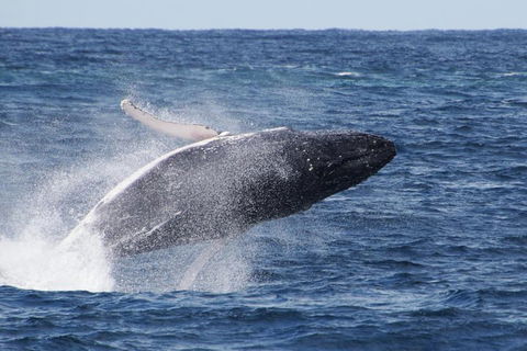 Whale Watching By Sea World Cruises - Accommodation Mooloolaba 0