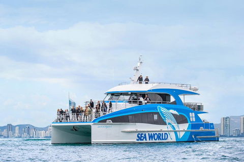 Whale Watching By Sea World Cruises - Accommodation Mooloolaba 3