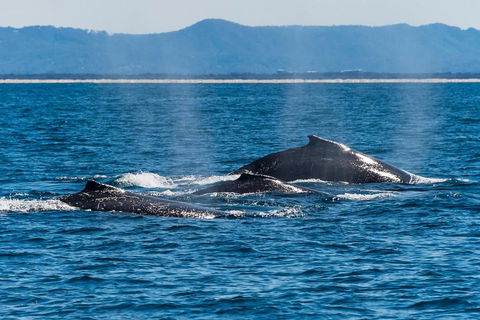 Whale Watching By Sea World Cruises - Accommodation Mooloolaba 4