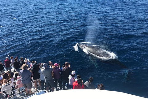 Whale Watching By Sea World Cruises - Accommodation Mooloolaba 5