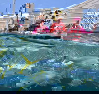 Outer Reef Pontoon Experience from Cairns - Accommodation Mooloolaba