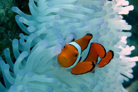 Seastar Luxury Outer Great Barrier Reef Island And Reef Tour From Cairns - Accommodation Mooloolaba 0