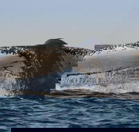 Sydney Whale-Watching Cruise Including Lunch or Breakfast - Accommodation Mooloolaba