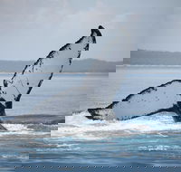 Hervey Bay Whale Watching Cruise - Accommodation Mooloolaba
